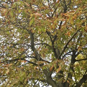 Podejmowanie decyzji